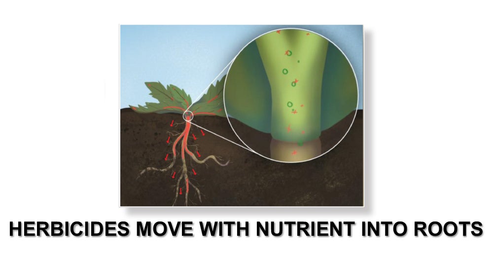 Herbicide in Weed Roots