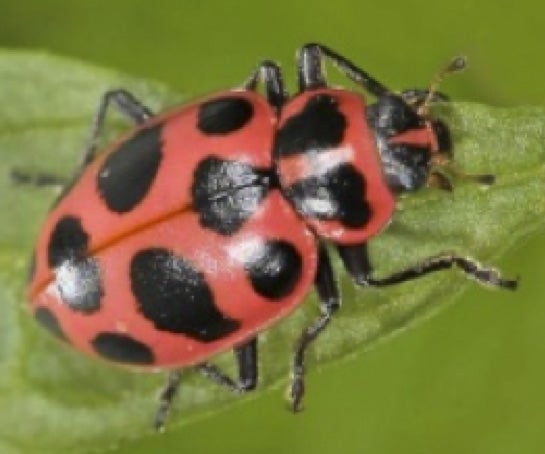 Native spotted lady beetle (ent.iastate.edu)