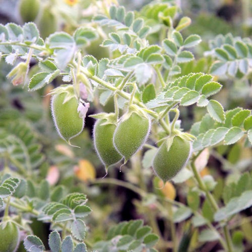 Lentils Close Up