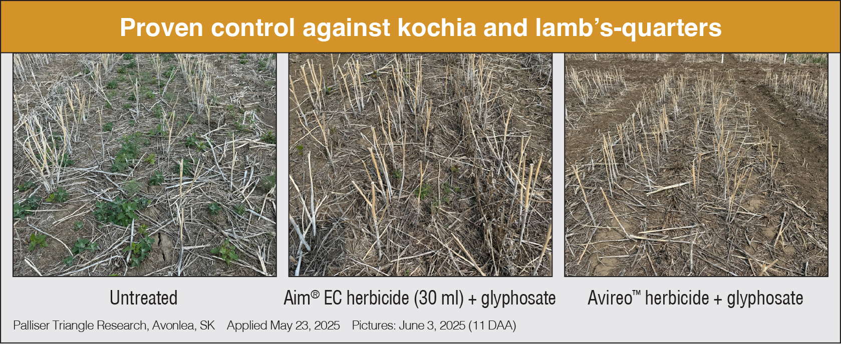 Kochia and Lamb's Quarters
