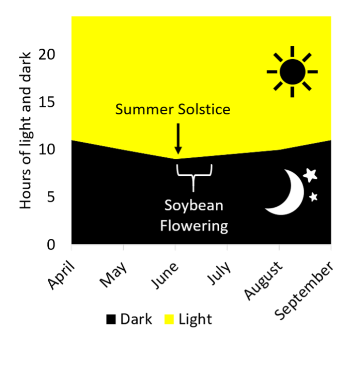Soybean Flowering