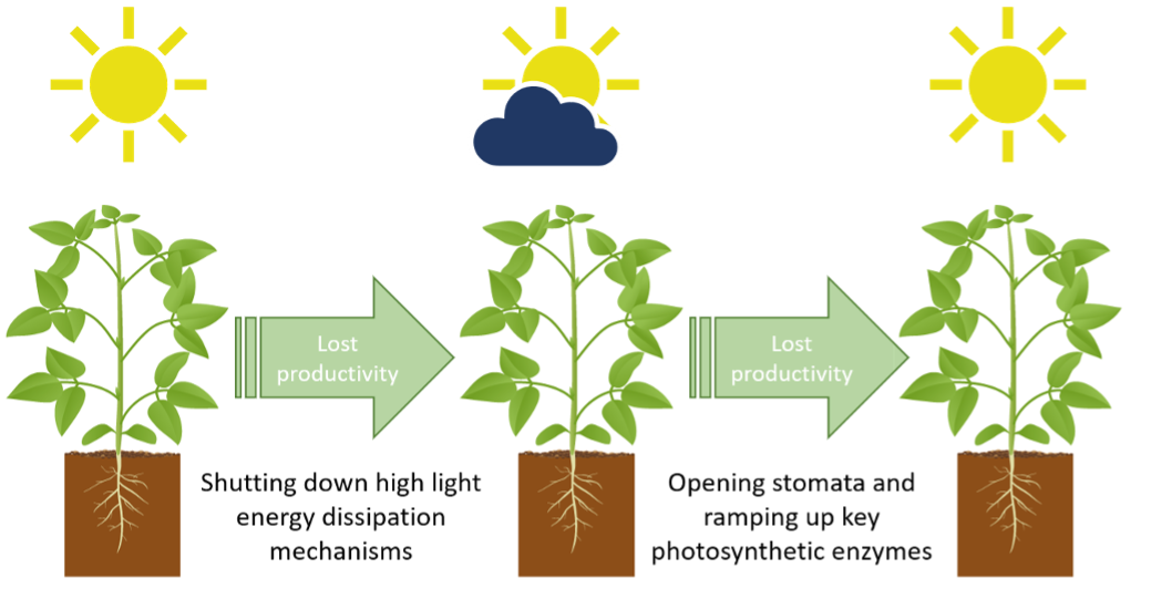 Soybean Productivity