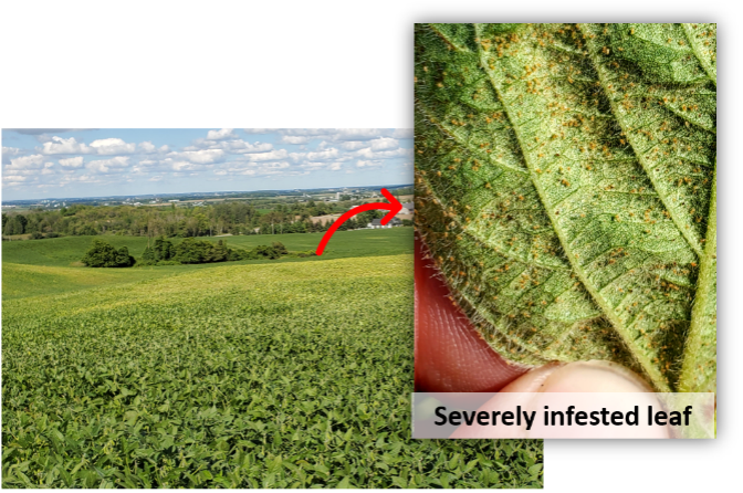 spider mites in soybeans