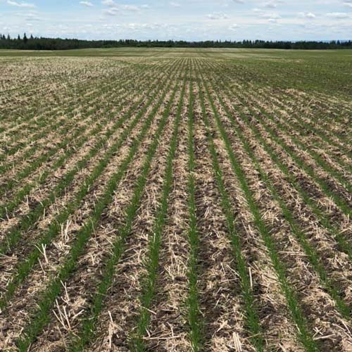 Field with Sprouts