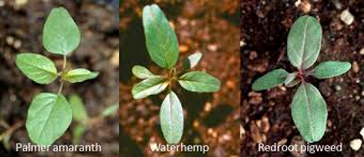 Waterhemp - amaranthus family