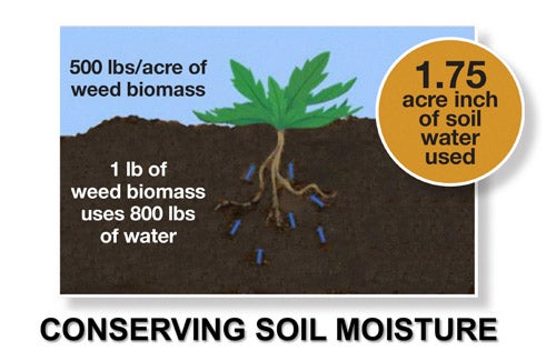 Weed Biomass Soil Moisture