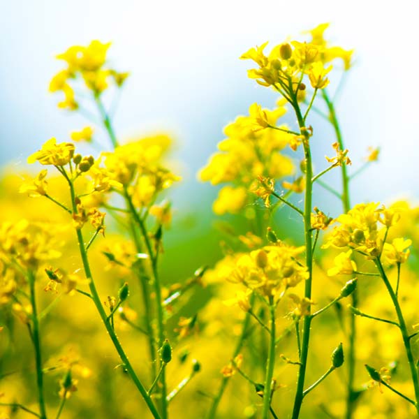 Canola Plant