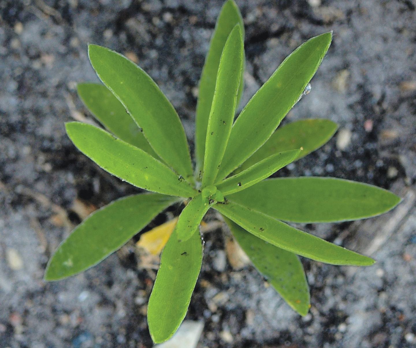 Kochia