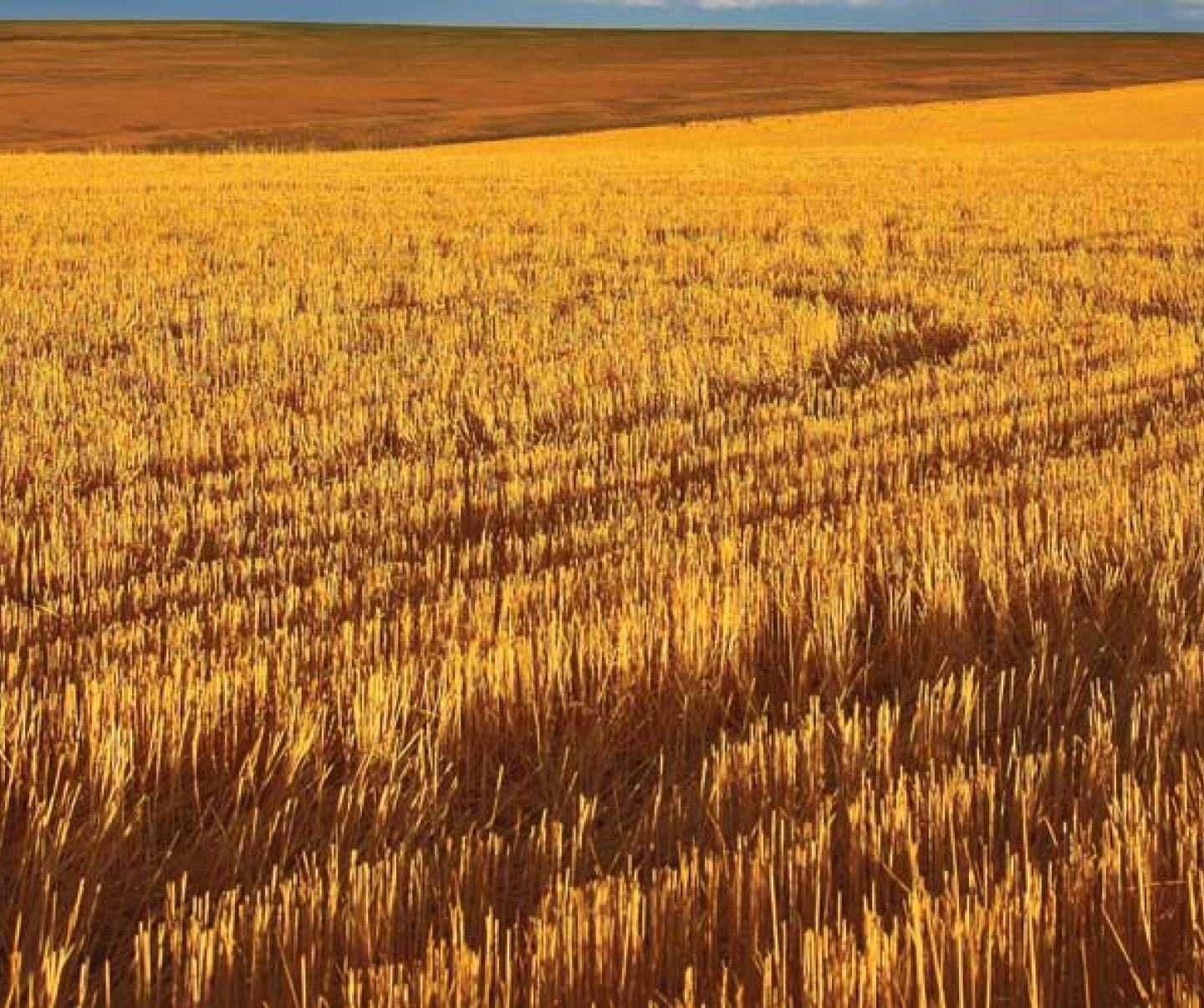 crop stubble