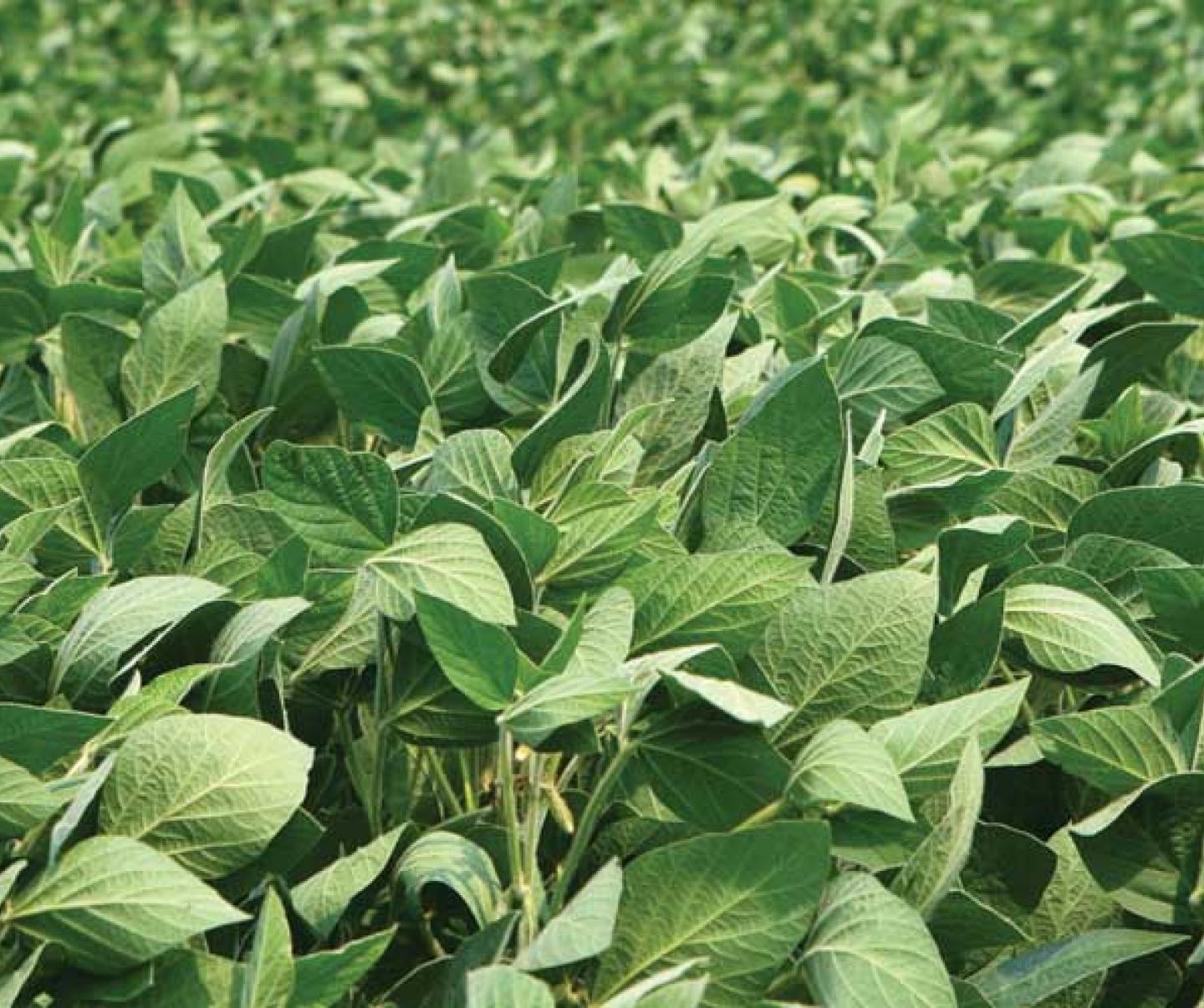 soybeans