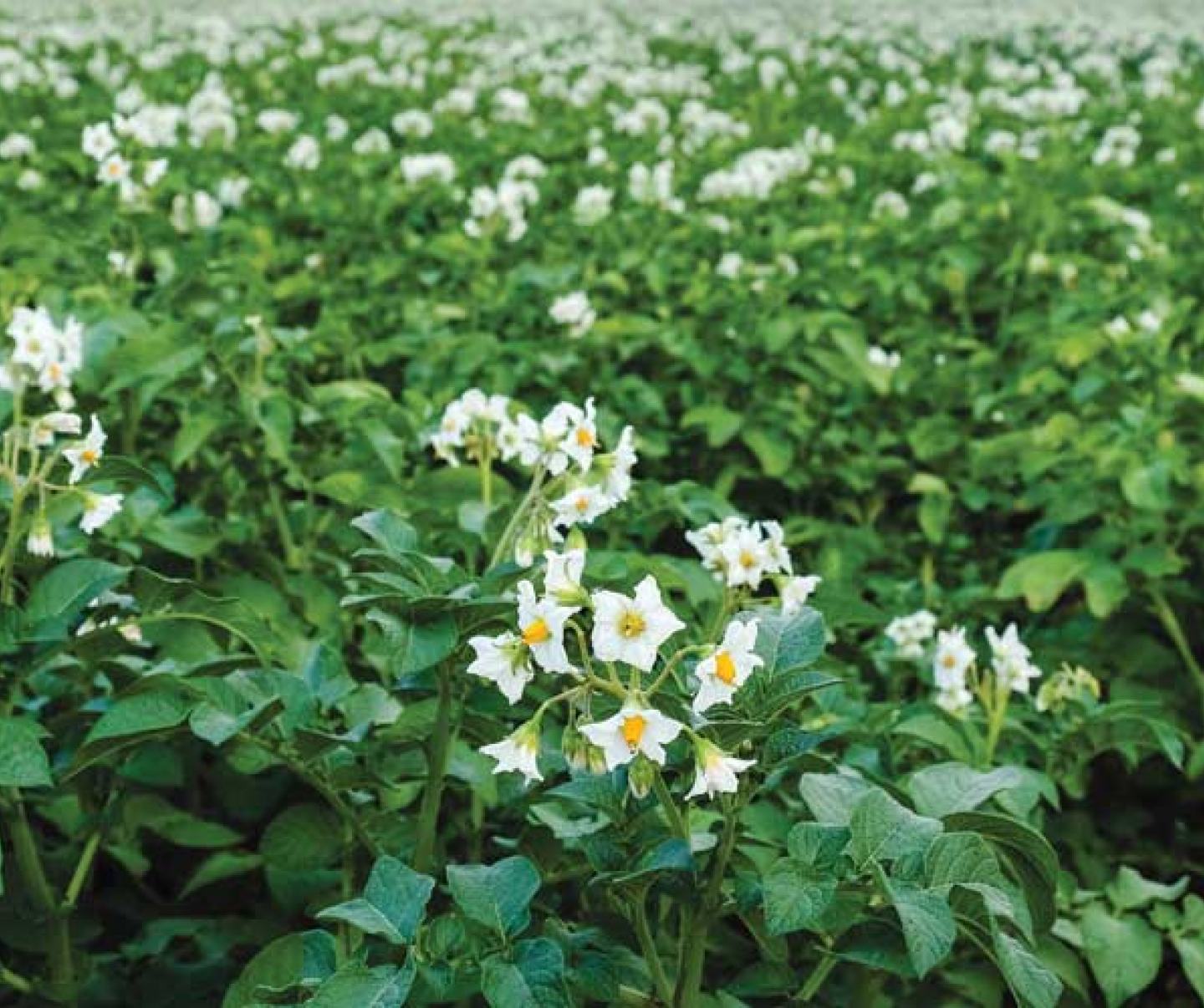 Potato field