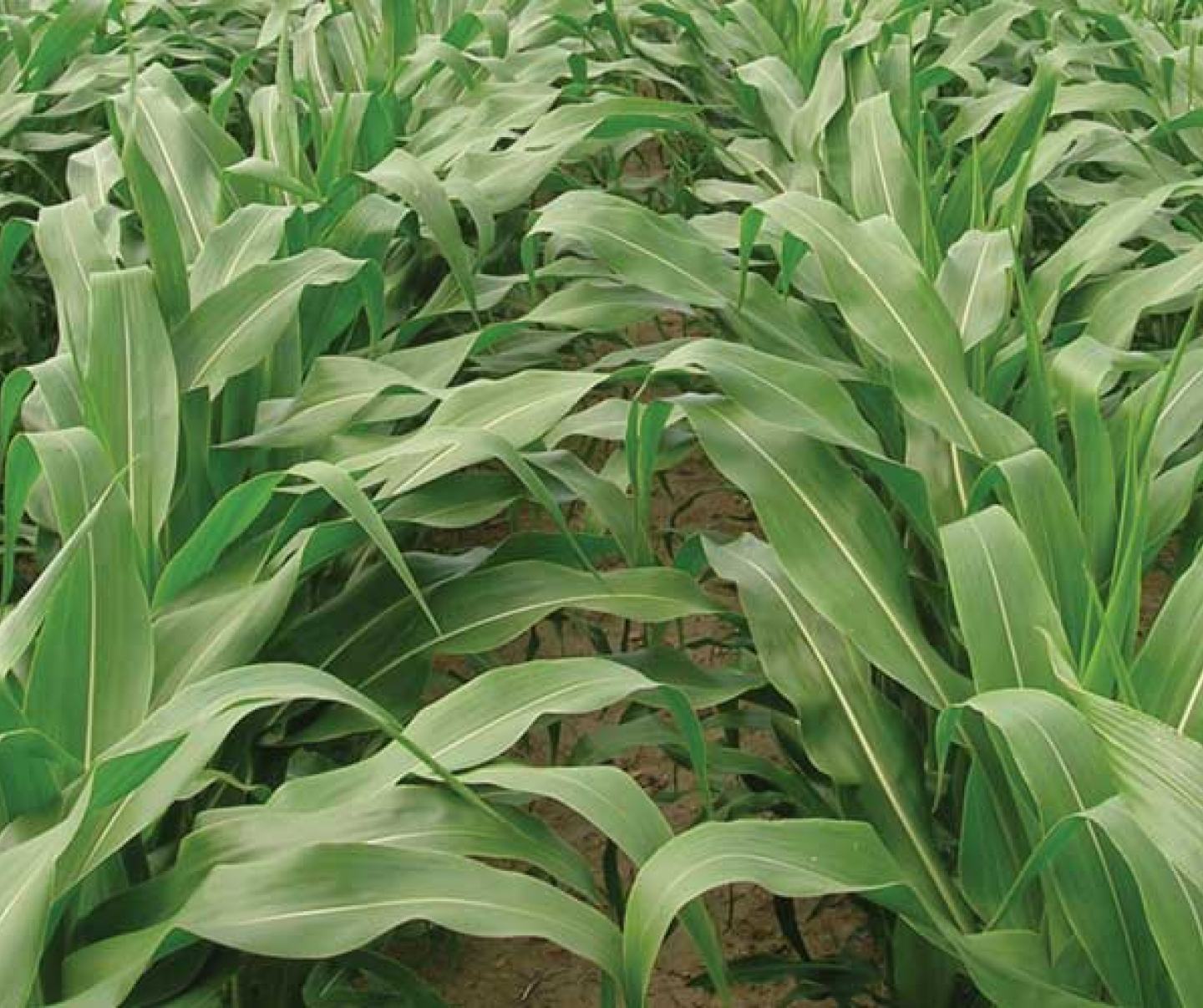 corn