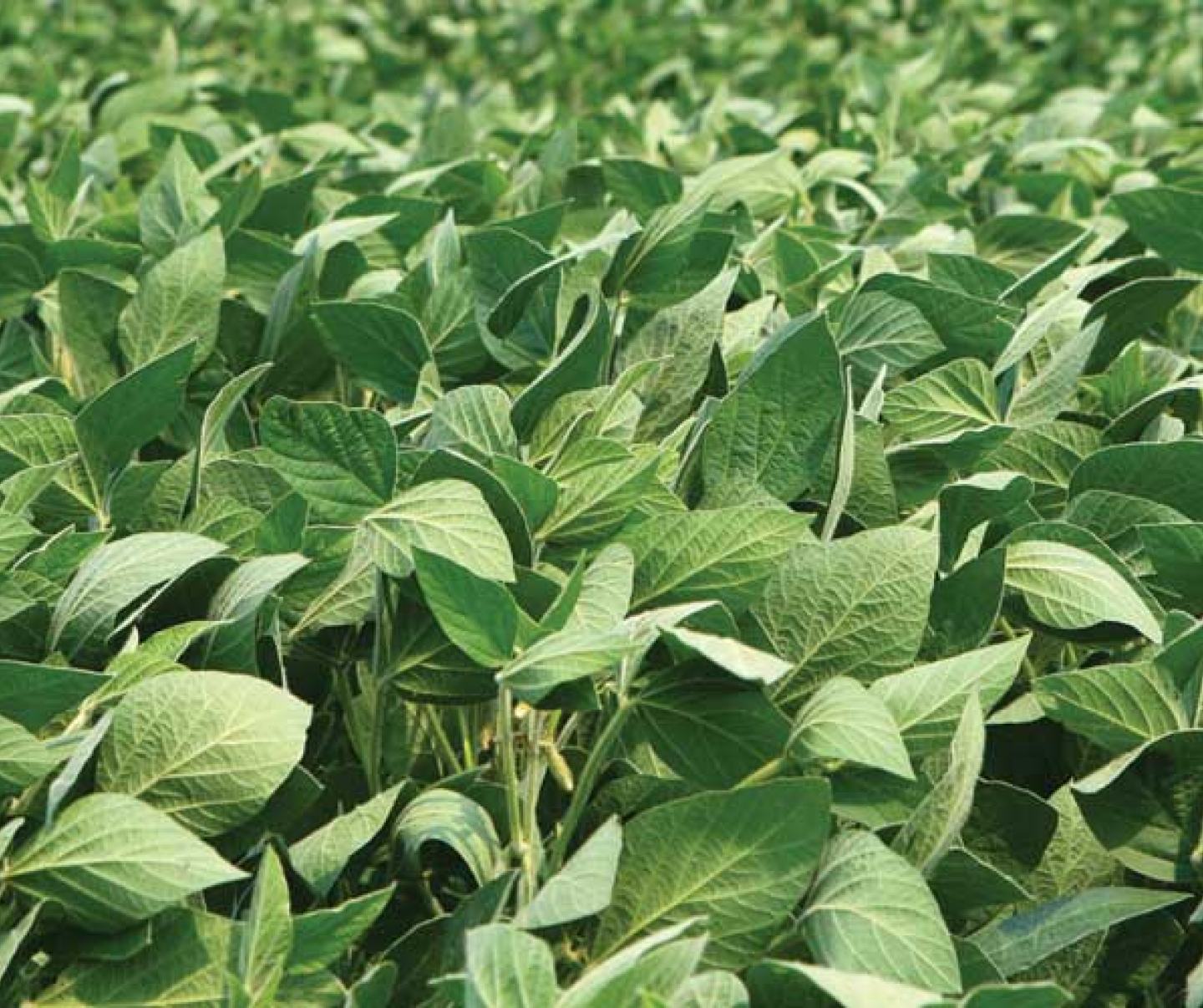 soybeans