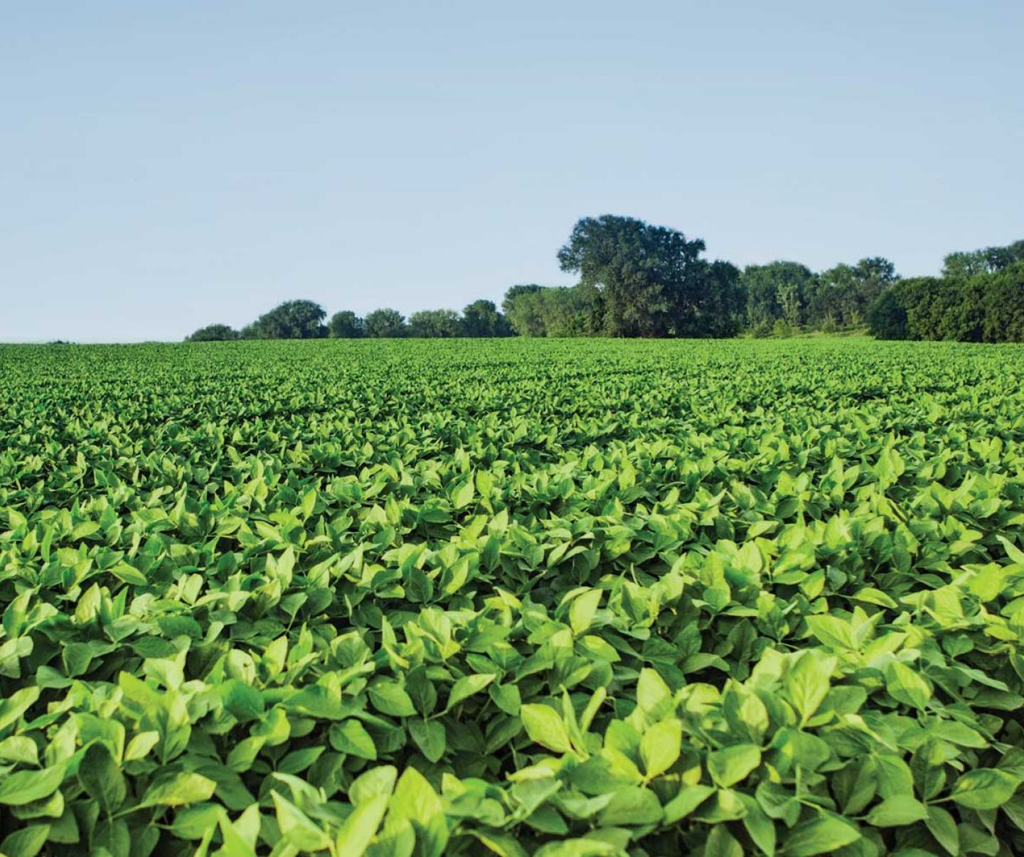 soybean field