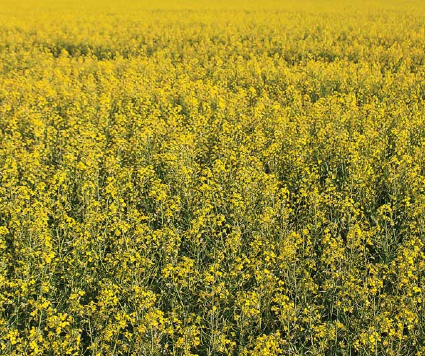 canola