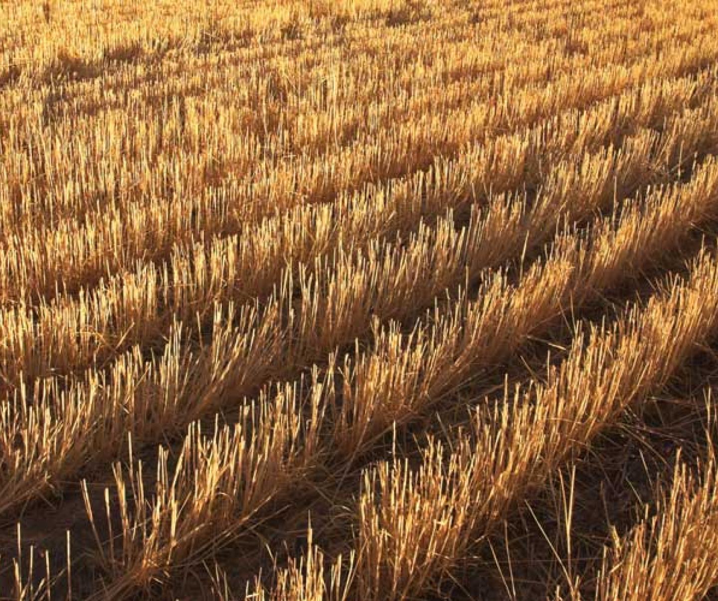 crop stubble