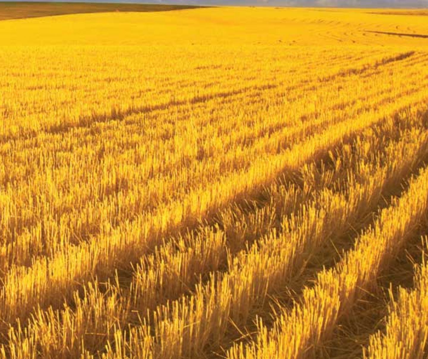 wheat stubble