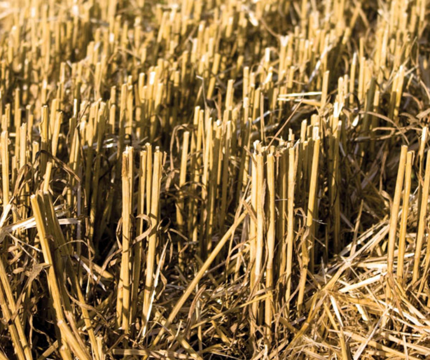 canola stubble