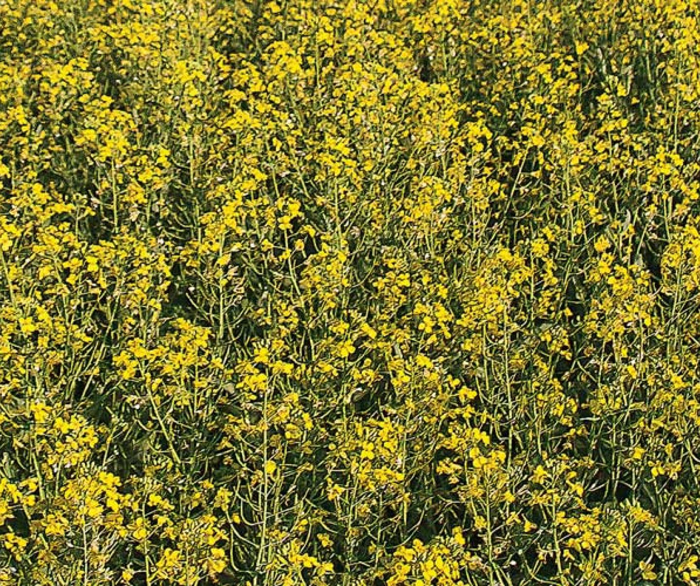 canola