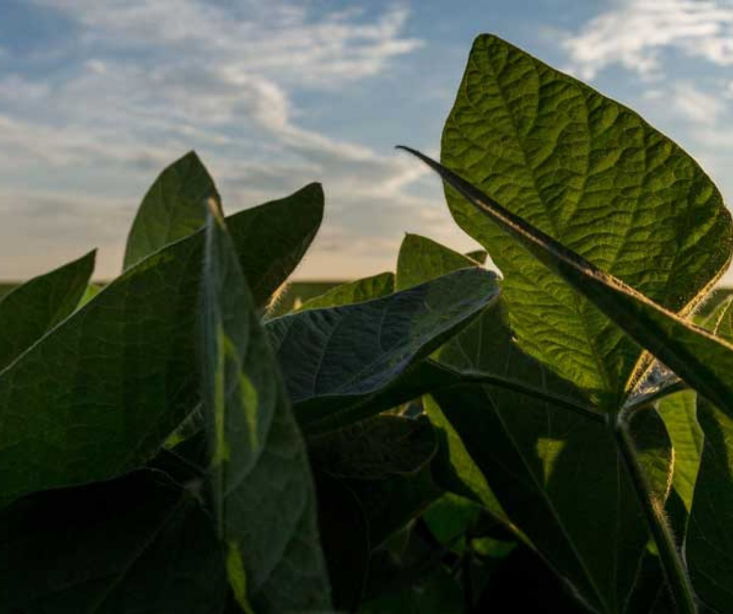 soybeans