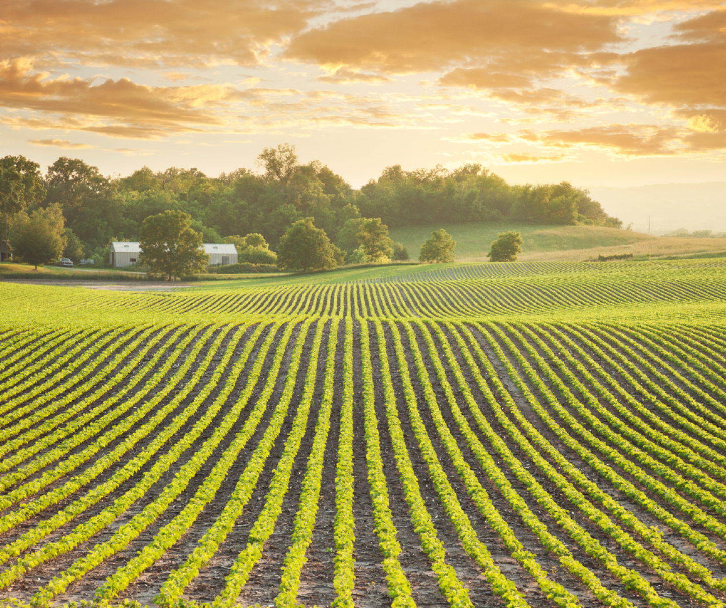 Remove weeds early for higher yielding soybeans