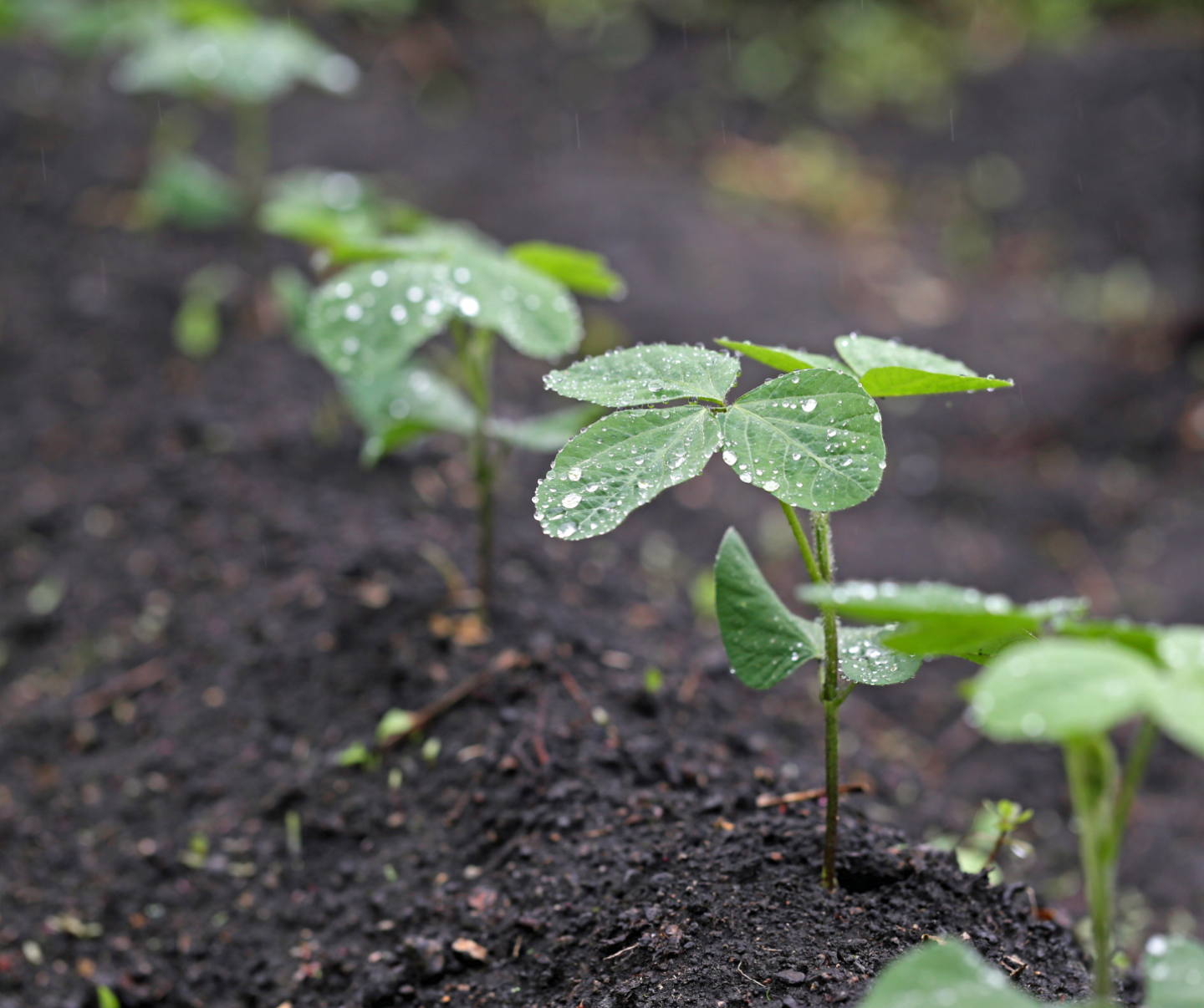 Soybean weed free