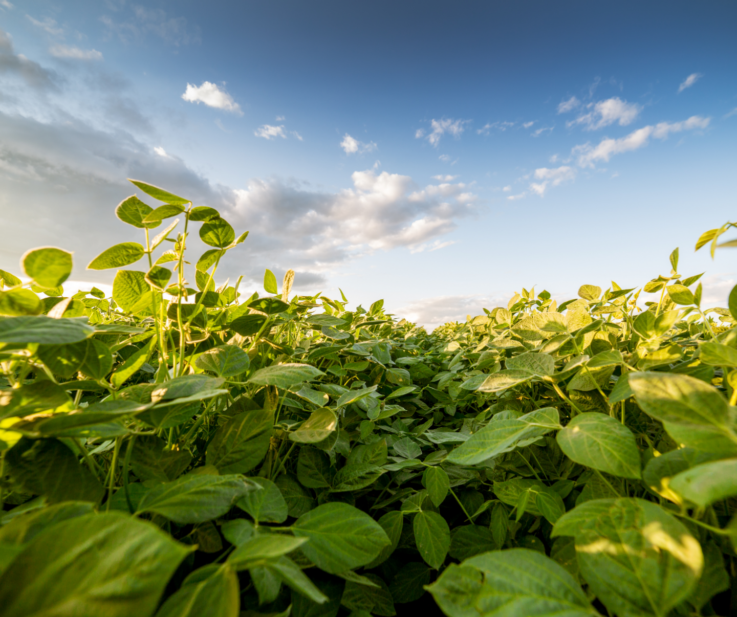 Waterhemp