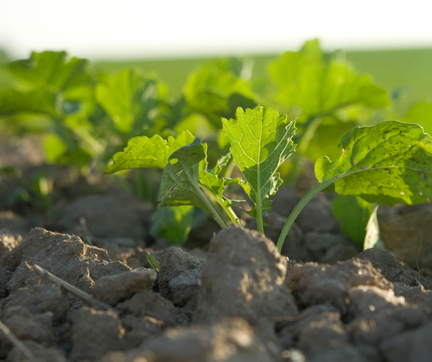 canola