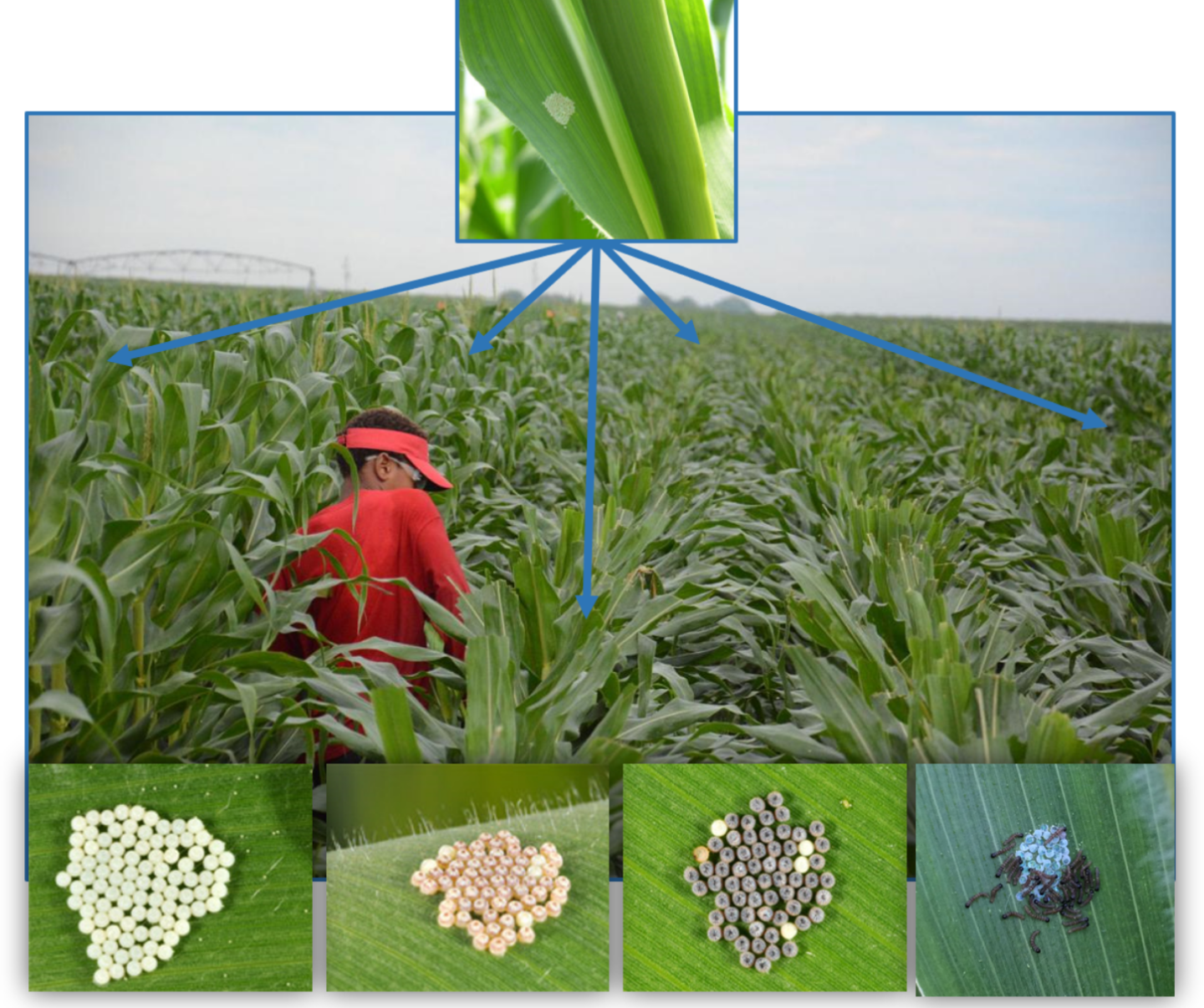 WBC: When to take action after scouting