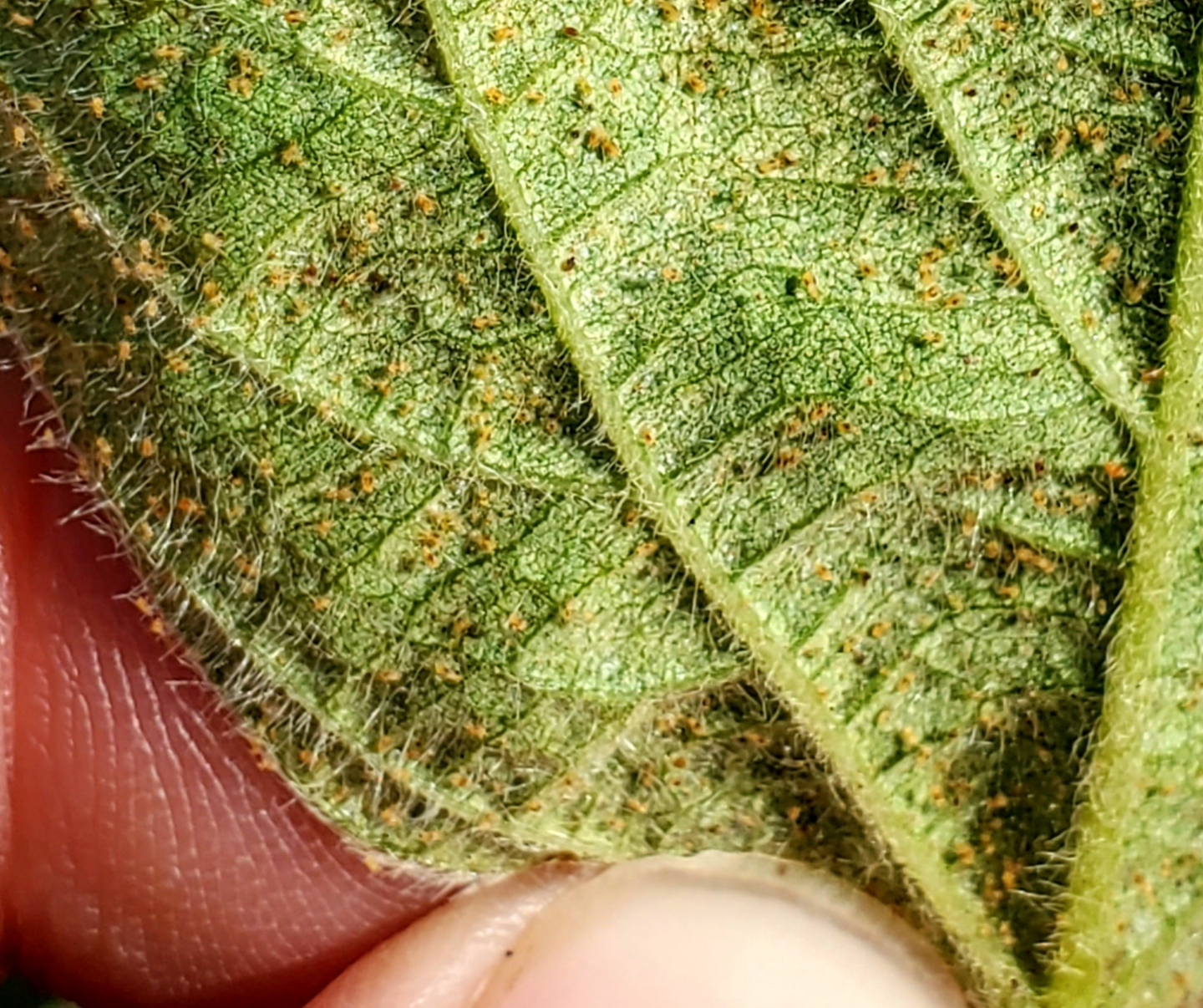 Spider mites in soybeans