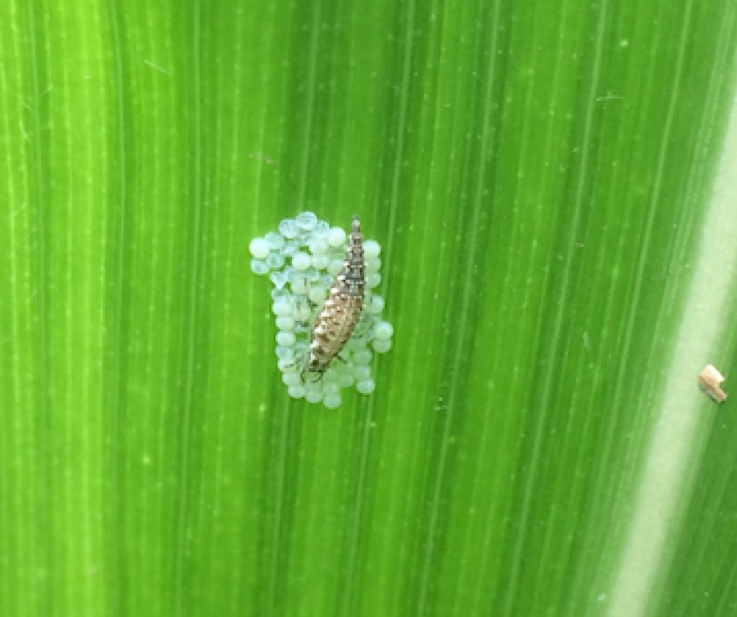 WBC Lacewing larva feeding on Western bean cutworm eggs