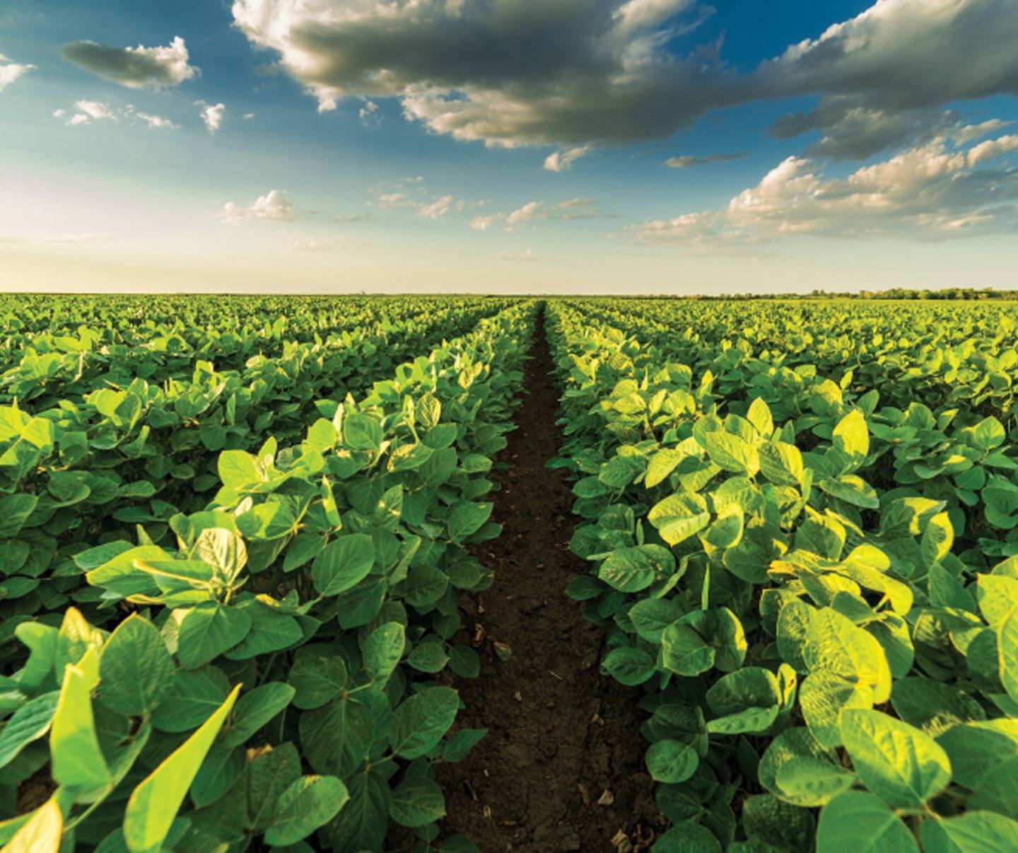 Soybeans