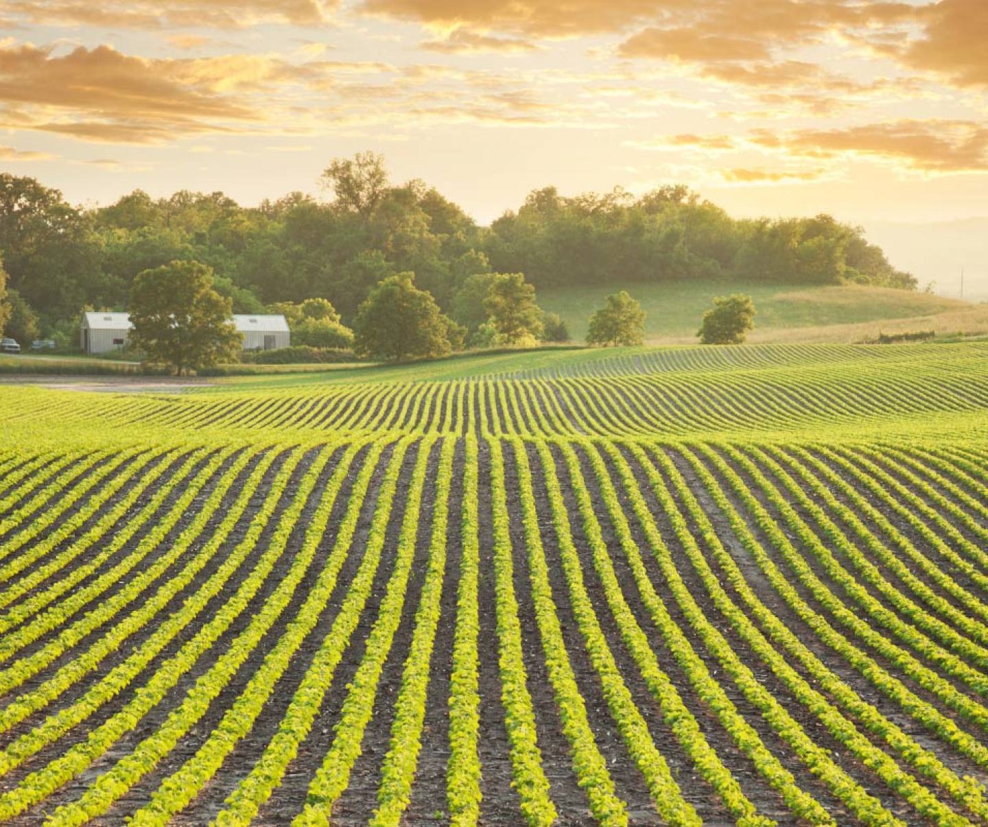 Weed Removal Soybeans