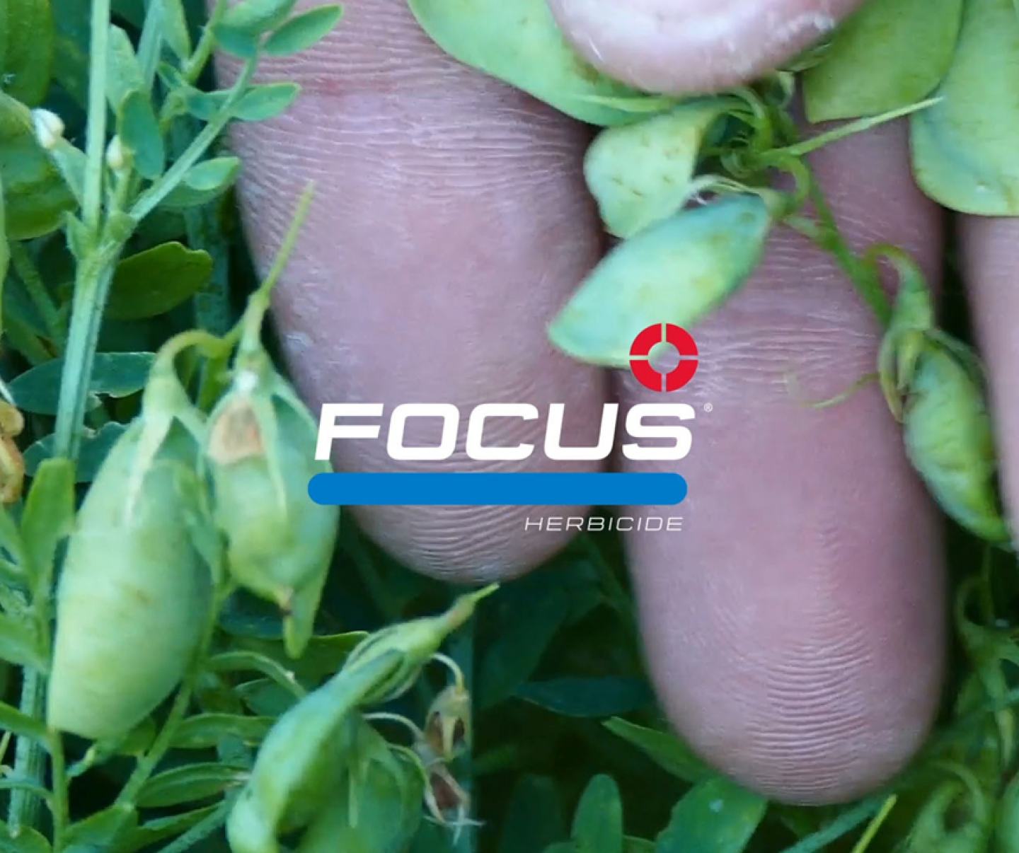 Focus Weed Control Video