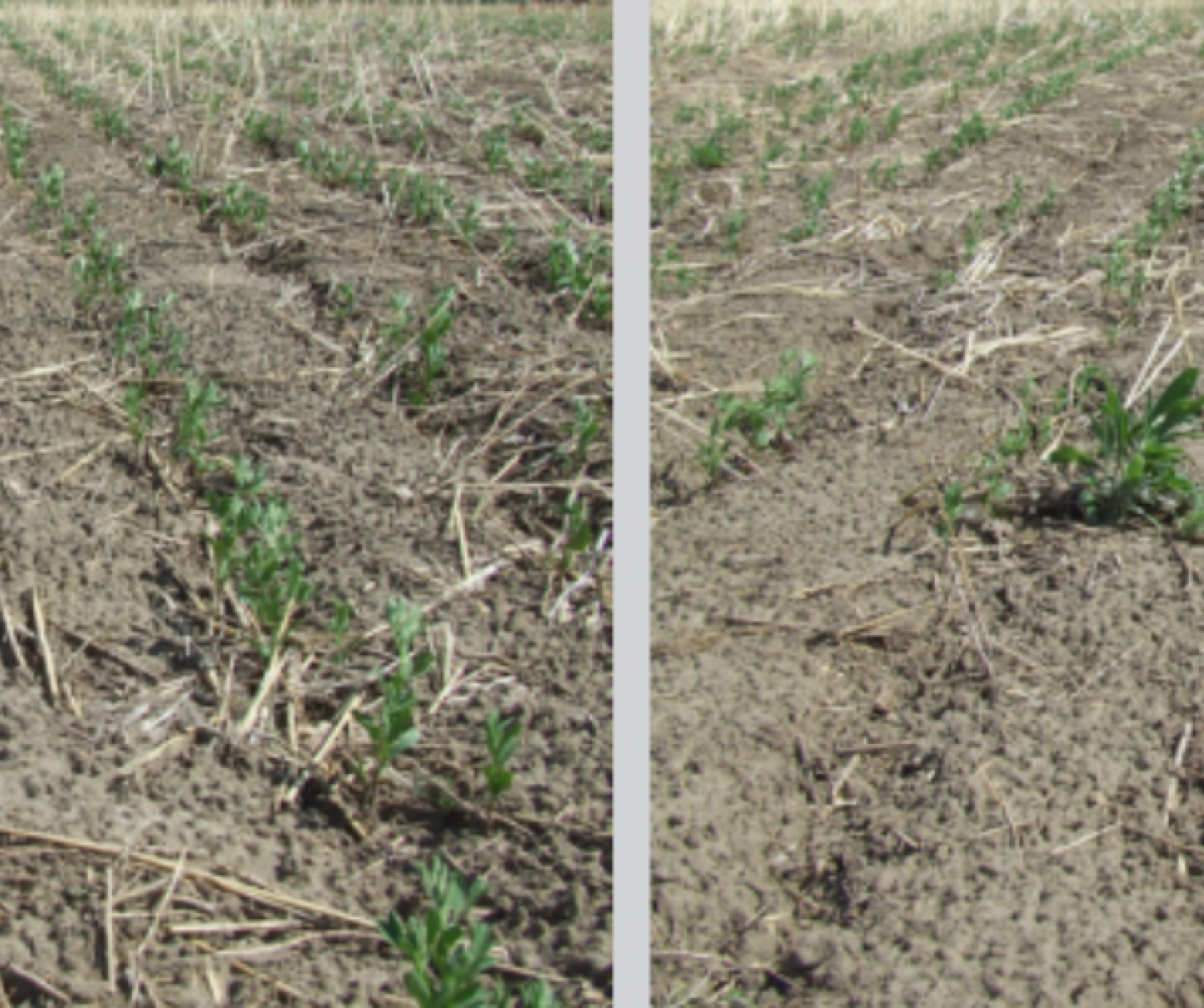 Lentil Field Comparison Shot