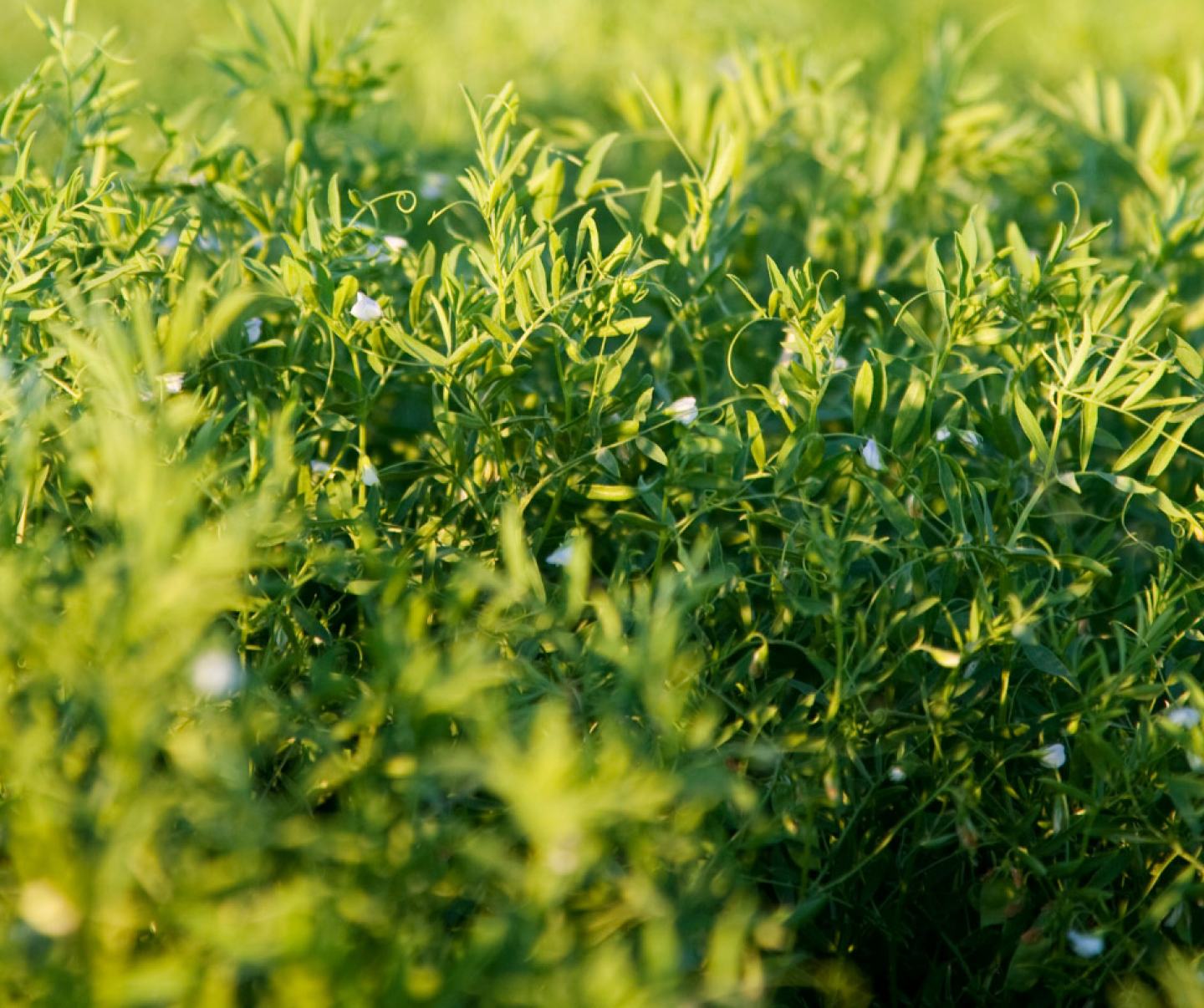 Lentils Growing Field