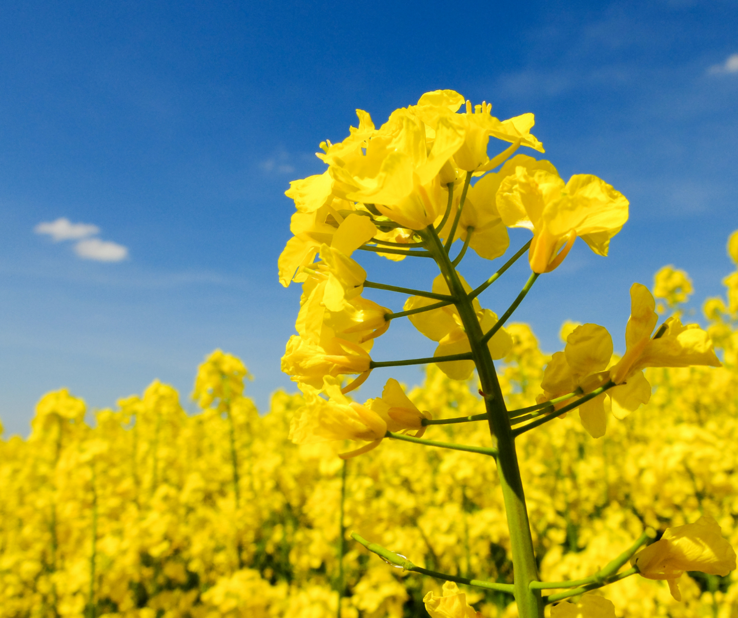 Canola Crop