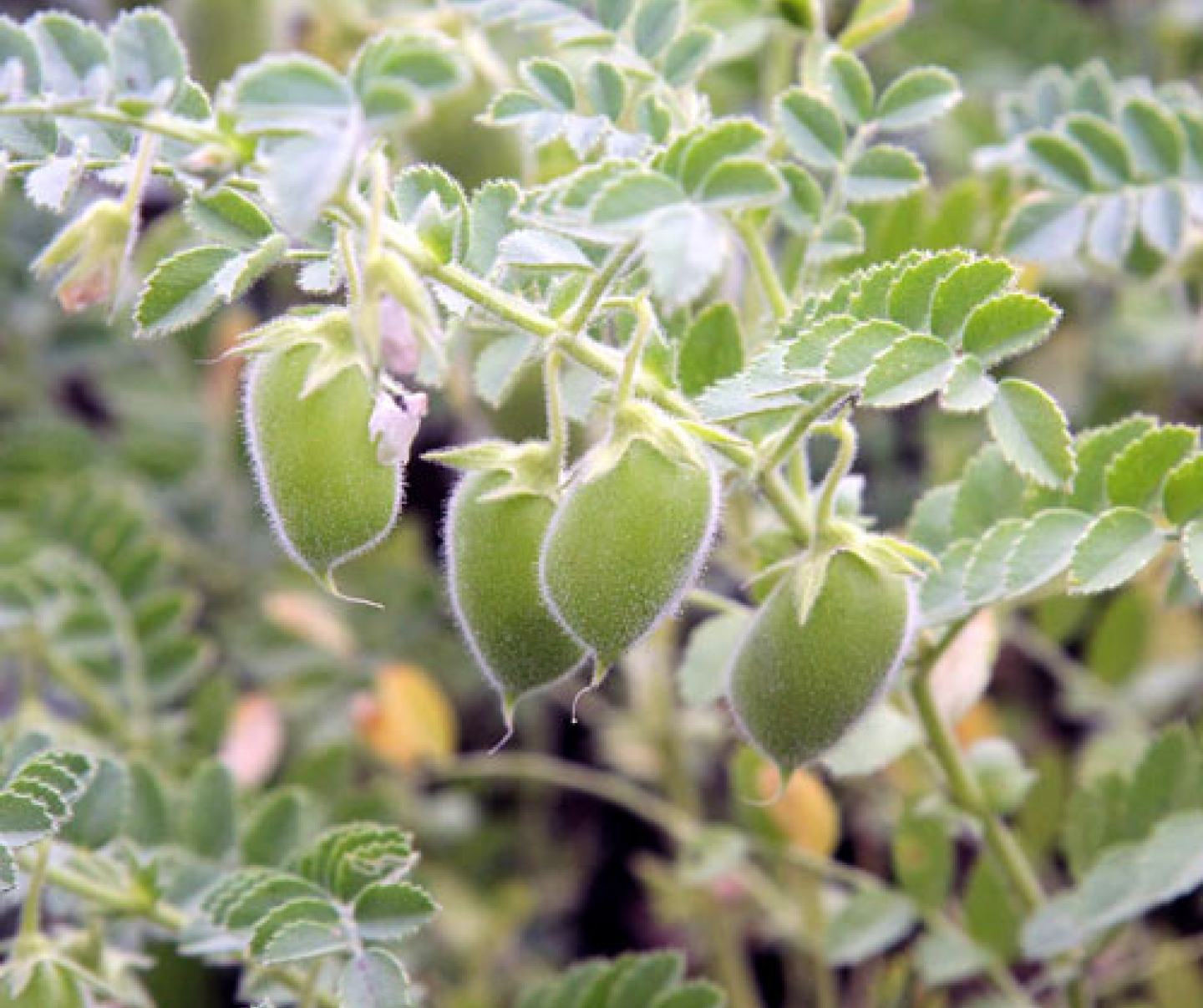 Lentils Closeup