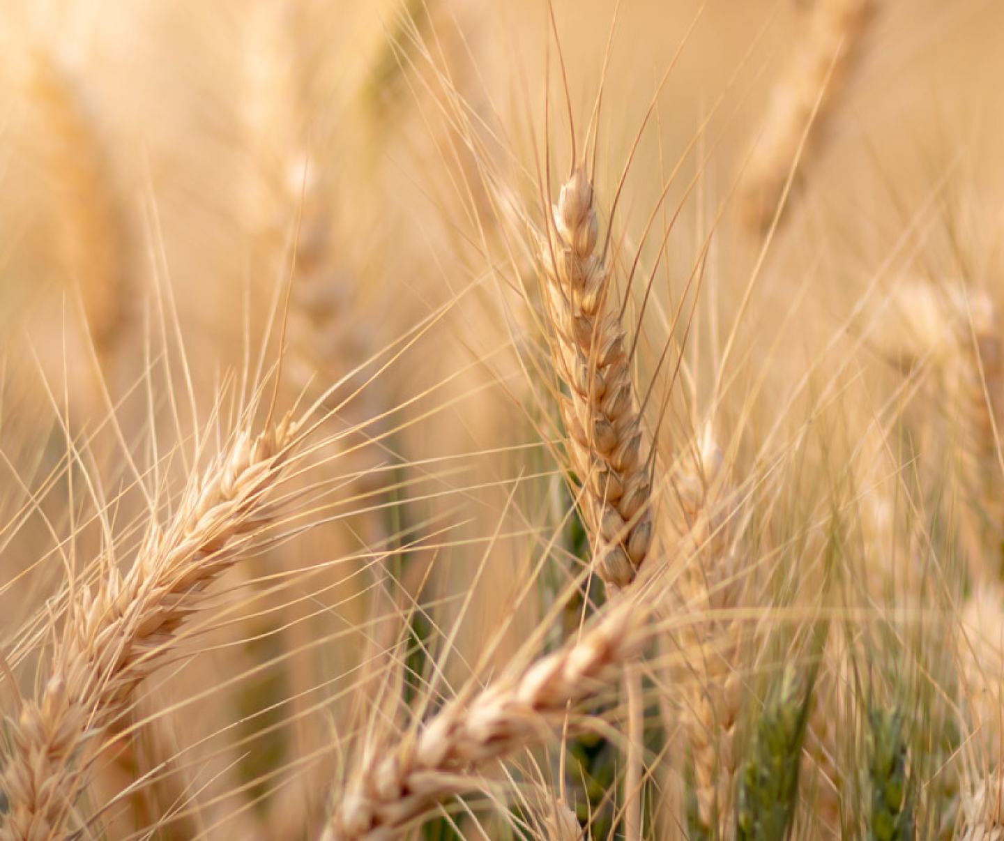 Wheat Crop