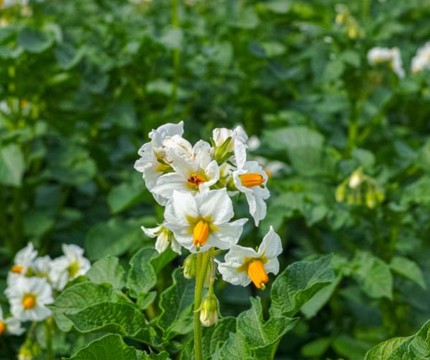Potato Flowers