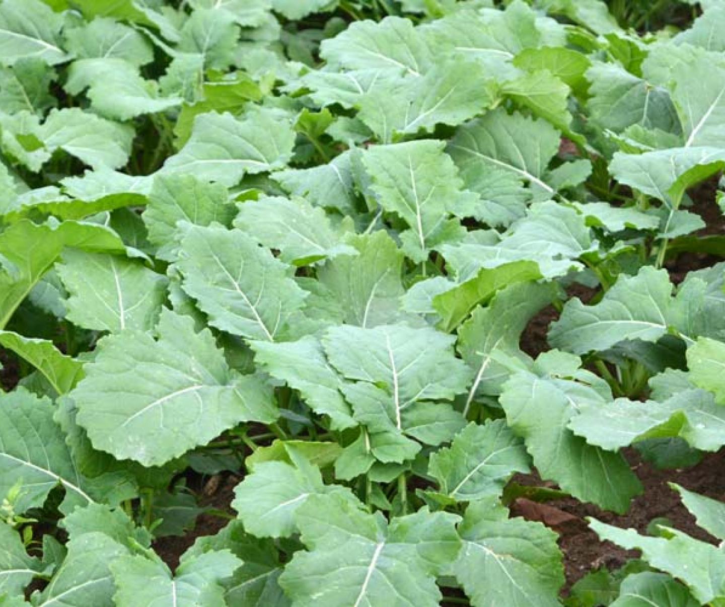 Leafy Plants