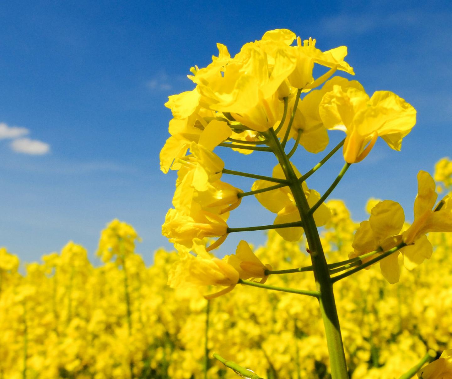 Canola Crop