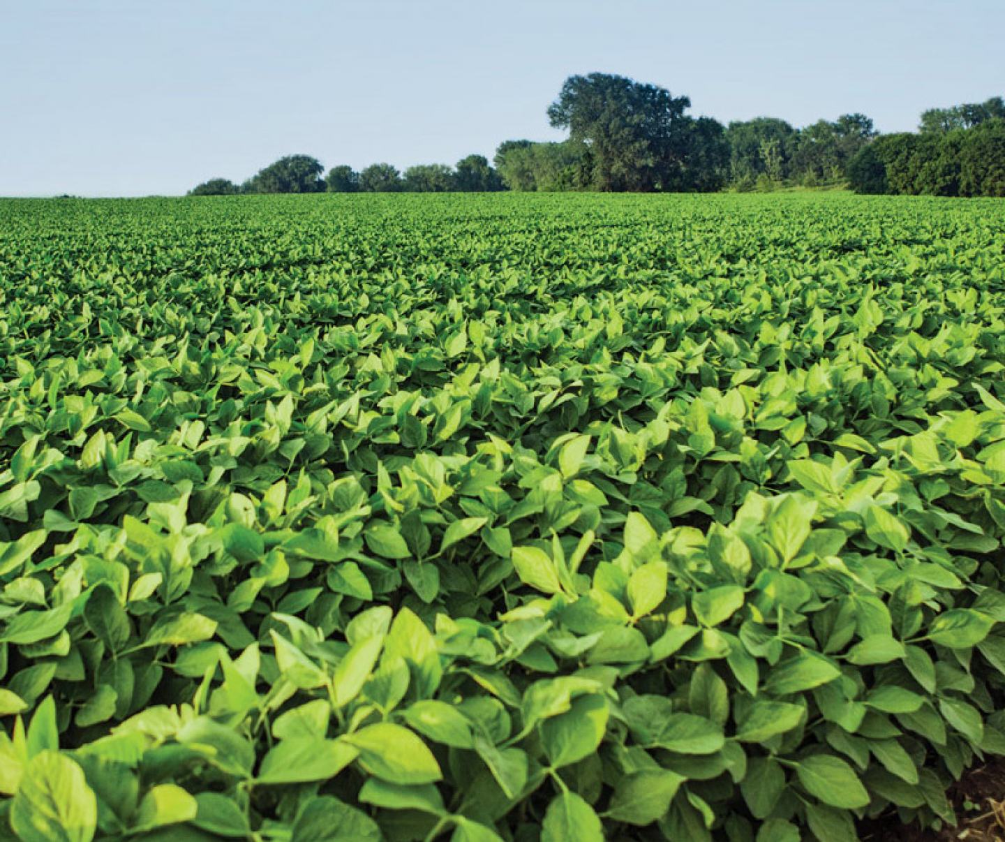 Soybean field