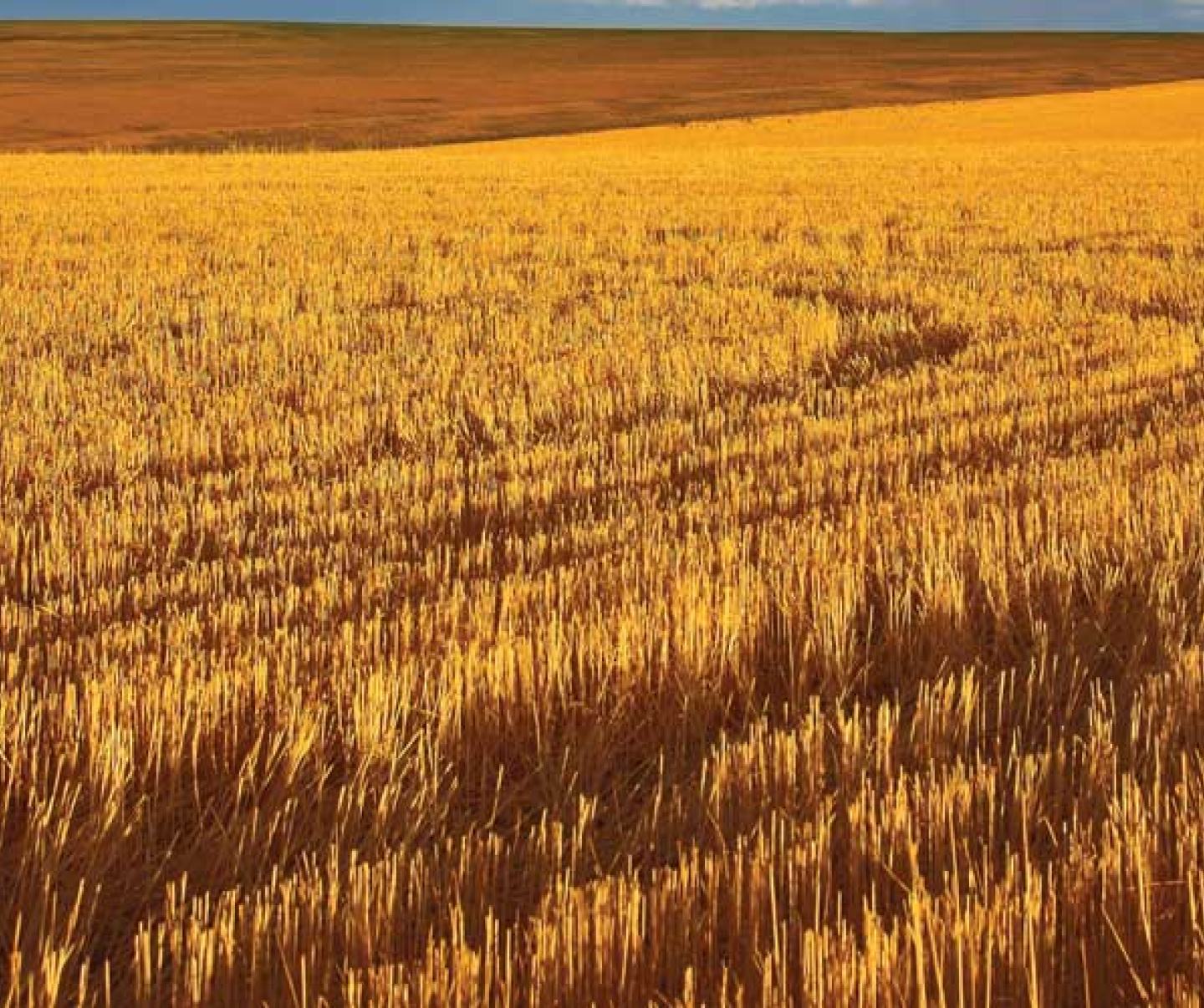 wheat stubble