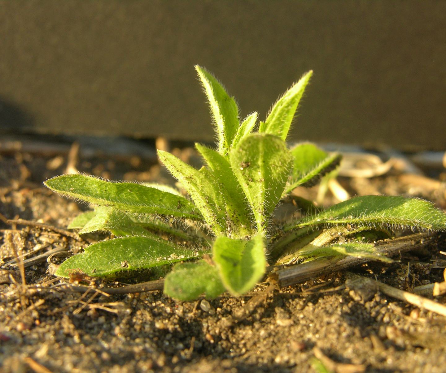 Kochia and cleavers