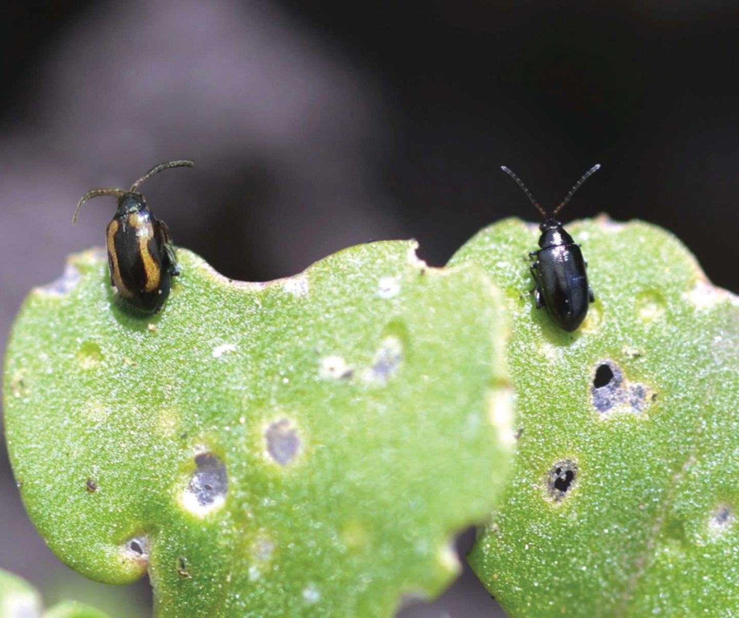 Striped and crucifer flea beetle