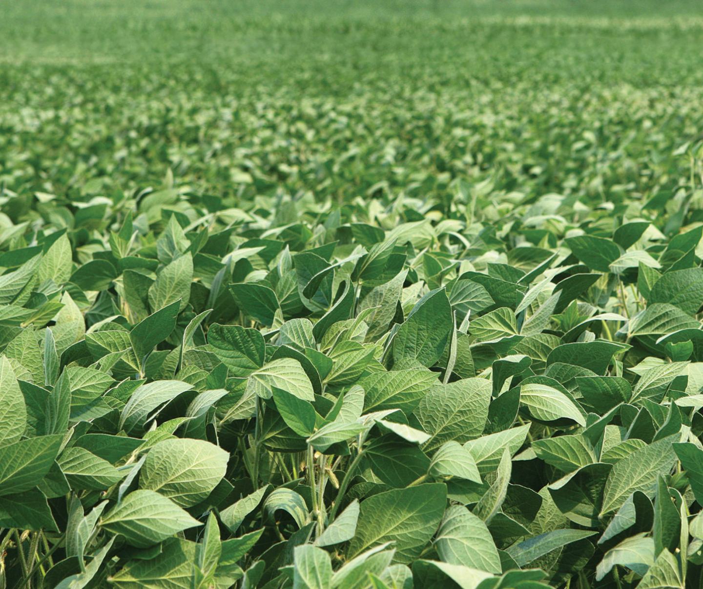 Soybean field