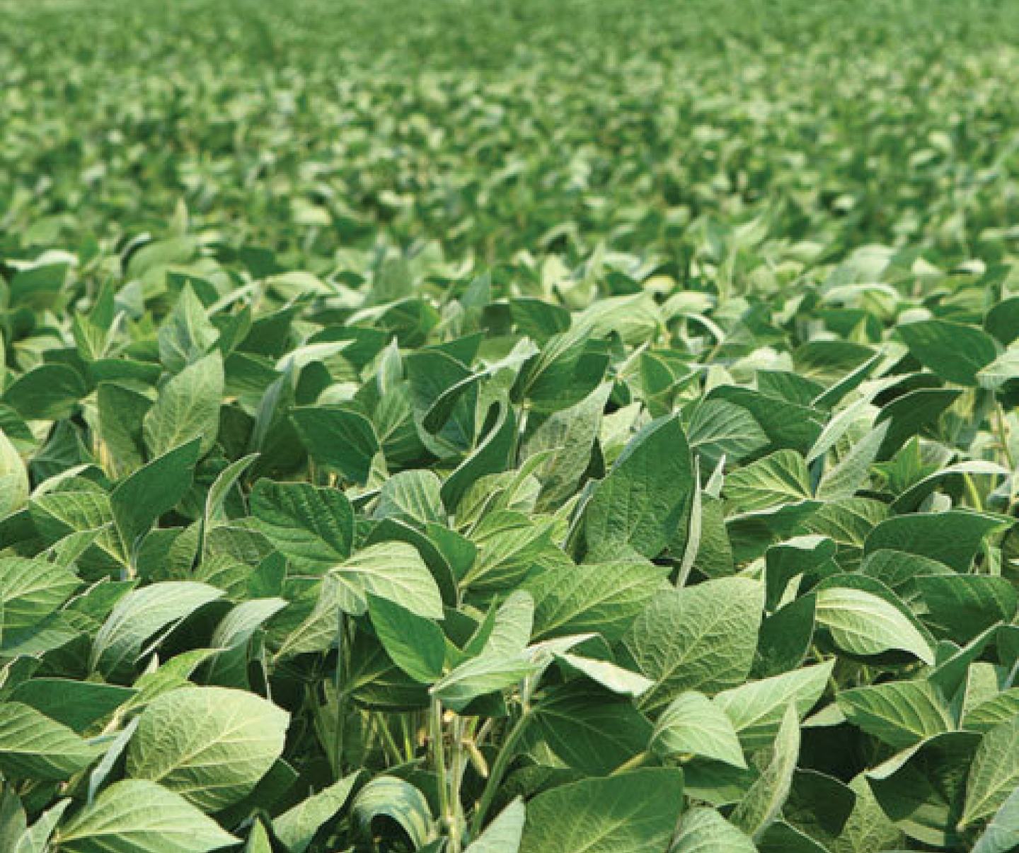 soybean field