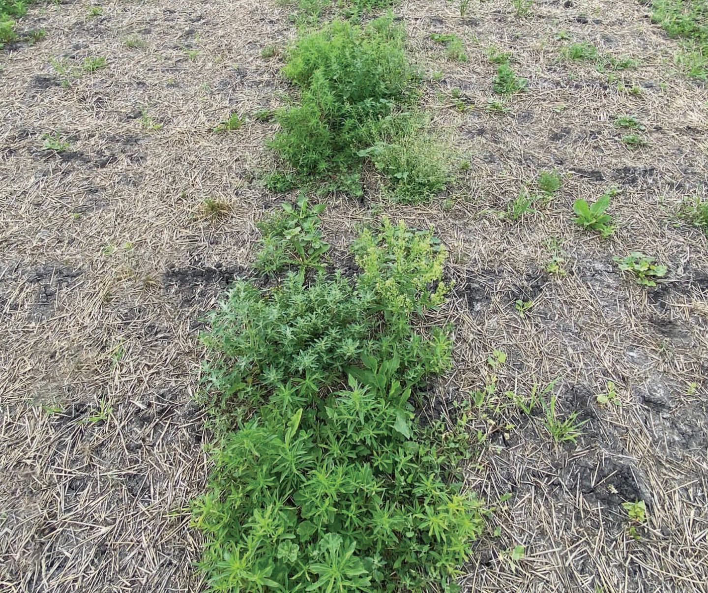 untreated kochia