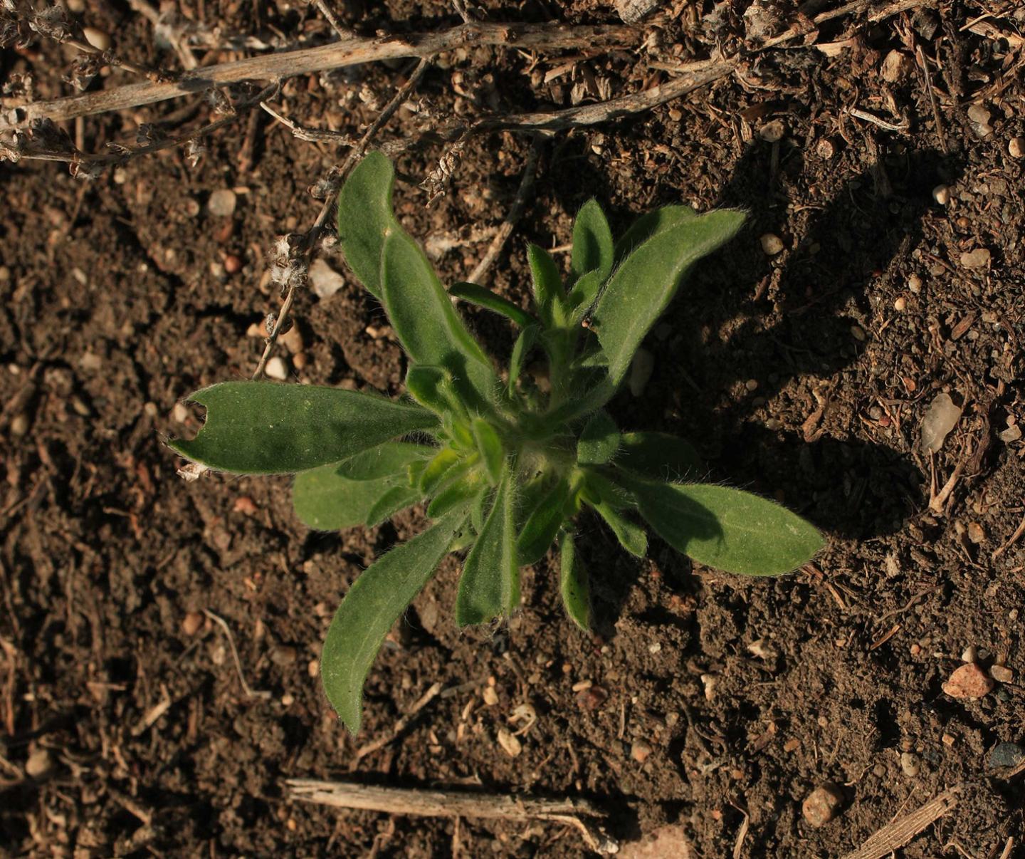 Kochia